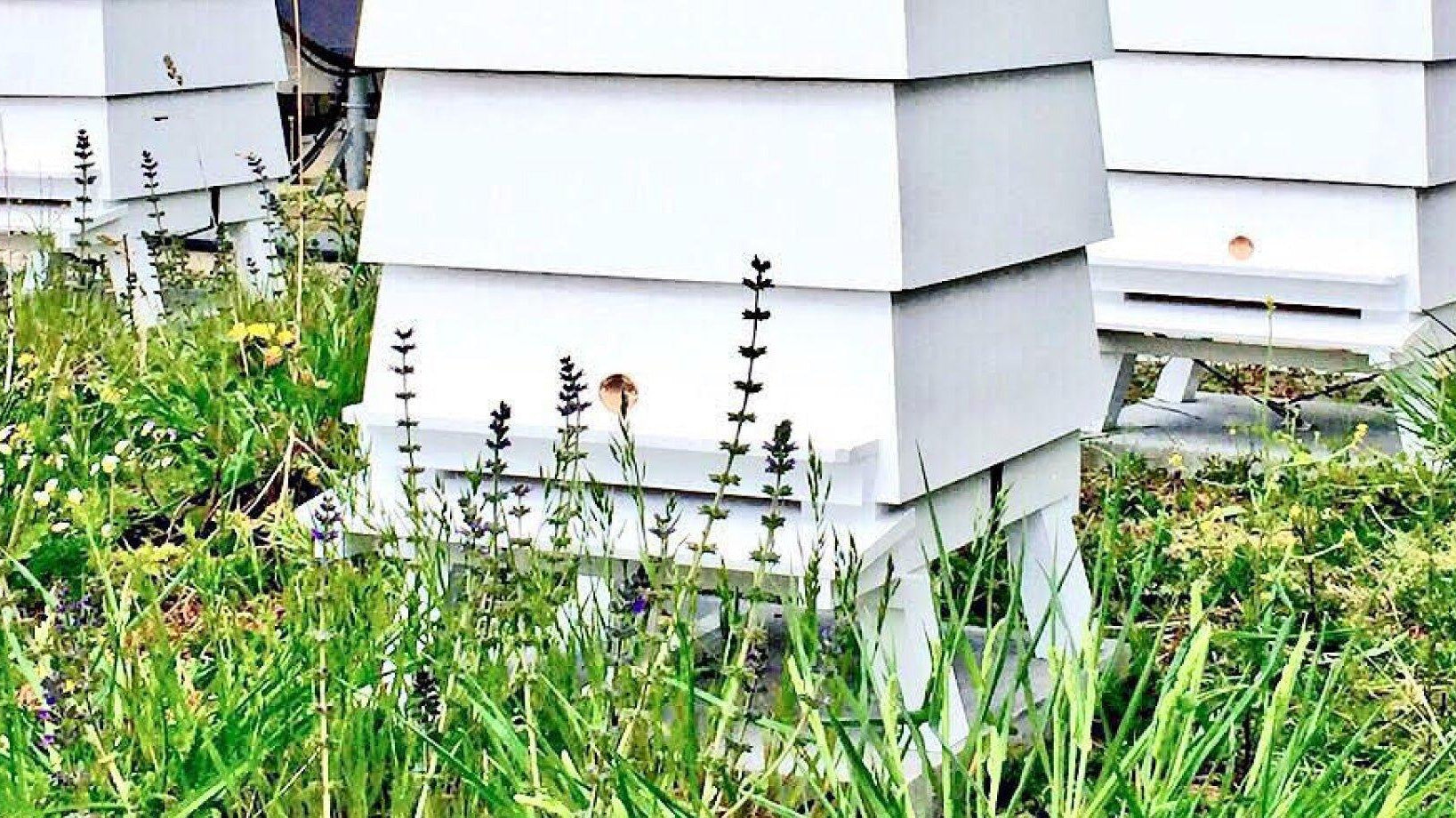 The Buzz Around Sustainability - Provenance Hub