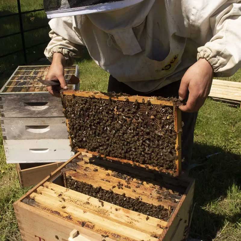 Tregothnan Beekeeping